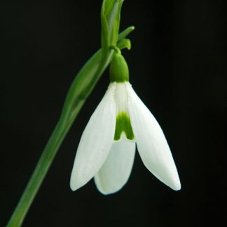 Galanthus 'Lyn'