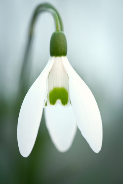 Galanthus 'Magnet'