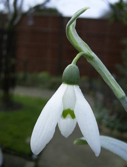 Galanthus 'Marjorie Brown' (elwesii)