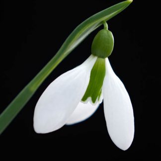 Galanthus 'Merlin'