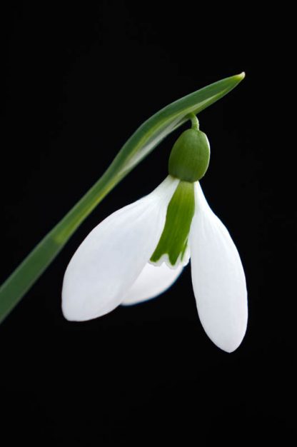 Galanthus 'Merlin'