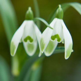 Galanthus 'Mill House'
