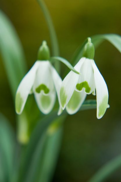 Galanthus 'Mill House'