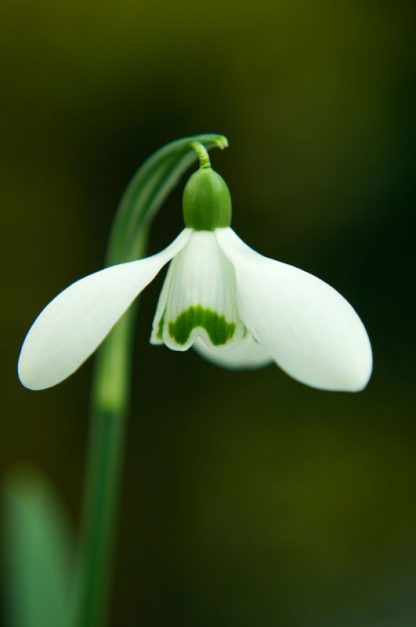 Galanthus 'Mr Thompson'