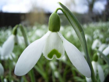 Galanthus 'Mrs Backhouse No 12'