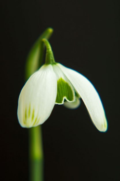 Galanthus 'Ophelia'