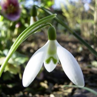 Galanthus 'Peg Sharples'