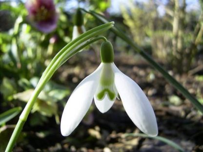 Galanthus 'Peg Sharples'