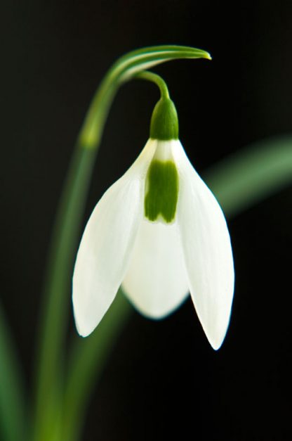 Galanthus 'Penelope Ann' (elwesii)