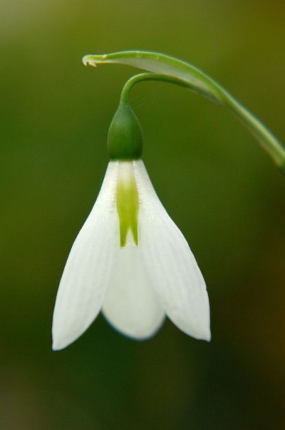 Galanthus 'Peter Gatehouse'