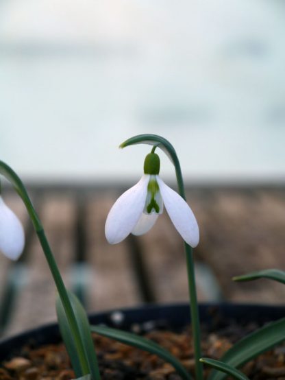 Galanthus 'Porlock No 2'
