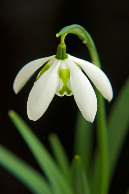Galanthus 'Richard Ayres'