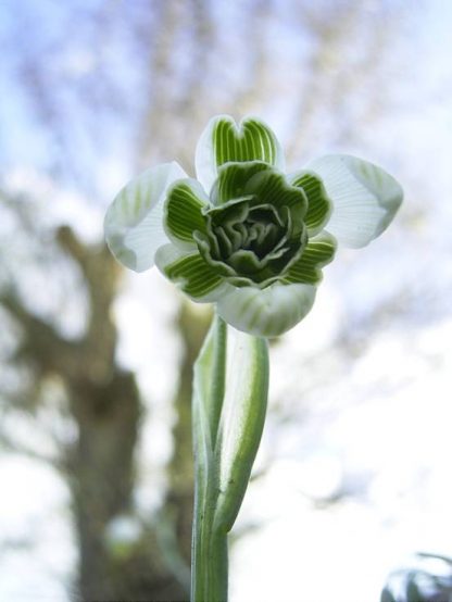 Galanthus 'Rodmarton'