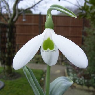 Galanthus 'Ruth Birchall'