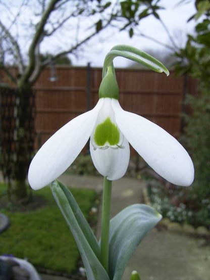 Galanthus 'Ruth Birchall'