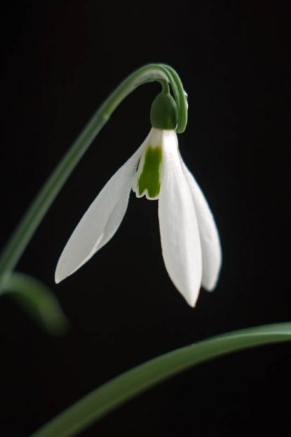 Galanthus 'Sickle' (elwesii)