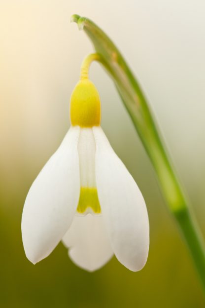 Galanthus 'Spindlestone Surprise'