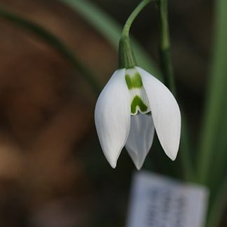 Galanthus 'St Pancras'