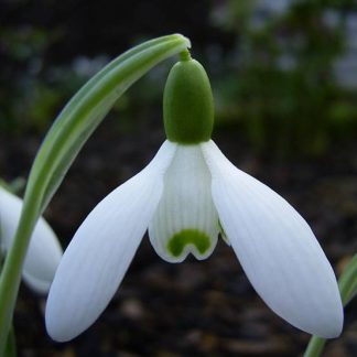 Galanthus 'Straffan'