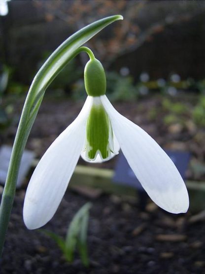 Galanthus 'The Pearl' (Plicatus ex Rod Leeds)
