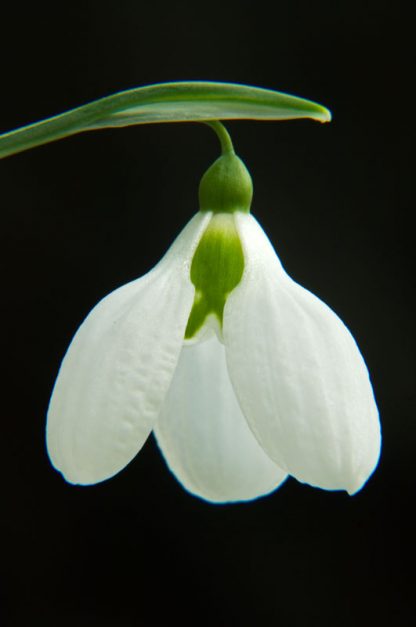 Galanthus 'Three Ships' plicatus