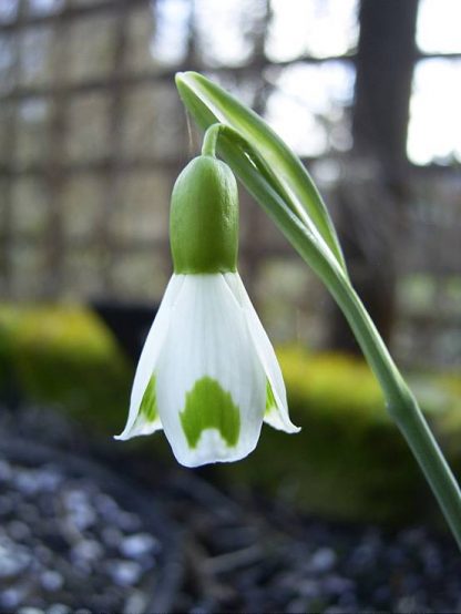 Galanthus 'Trymlet'