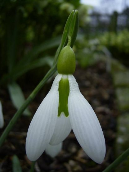 Galanthus 'Tubby Merlin'