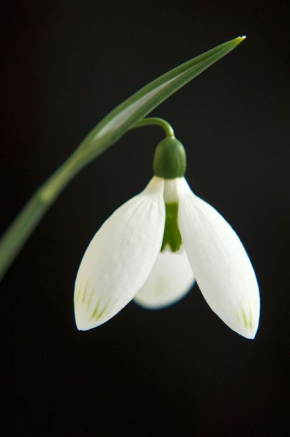 Galanthus 'edward whittall group Two Eyes' (elwesii)