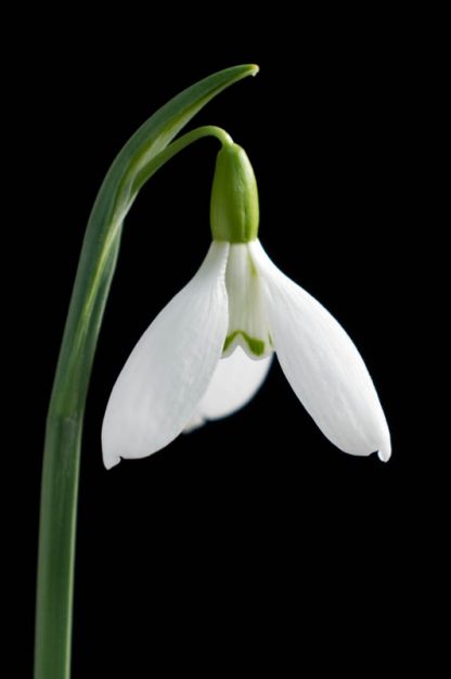 Galanthus 'Washfield Warham' (plicatus)