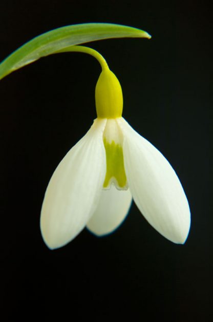 Galanthus 'Wendy's Gold' plicatus