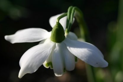 Galanthus 'Wonston Double' nivalis