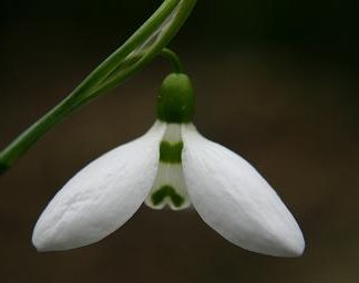 Galanthus 'Zwanenburg' ex Cambo (Elwesii)
