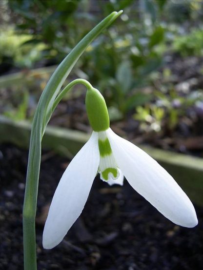 Galanthus (plicatus subsp) 'Byzantinus'