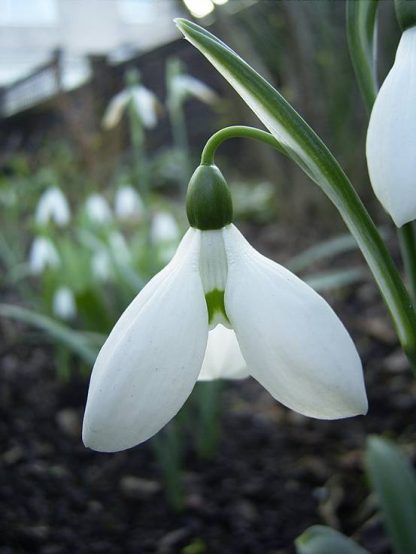 Galanthus 'var monostictus' (elwesii)