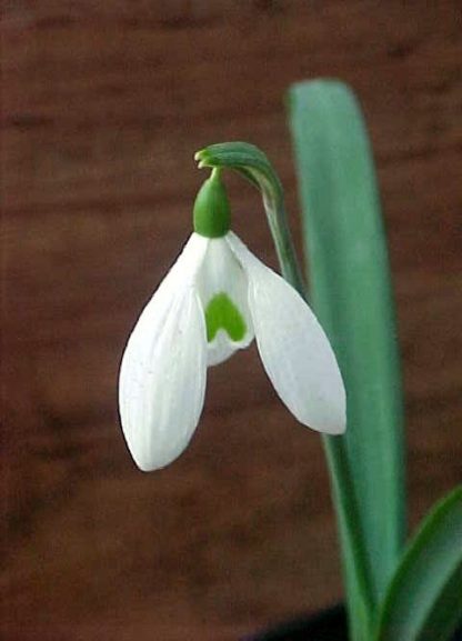 Galanthus 'plicatus'