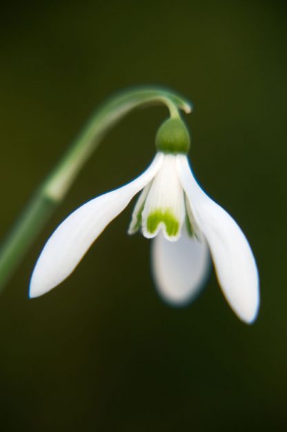 Galanthus reginae-olgae