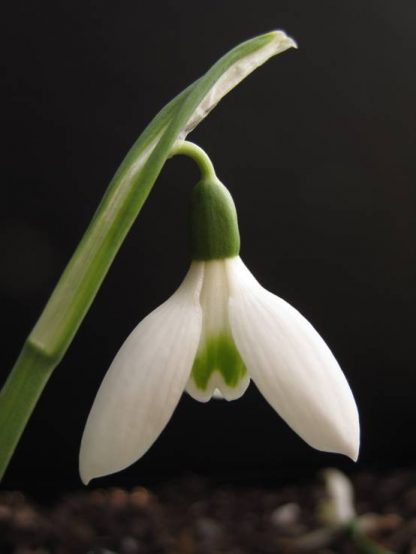Galanthus 'Cambridge' (reginae-olgae subsp)
