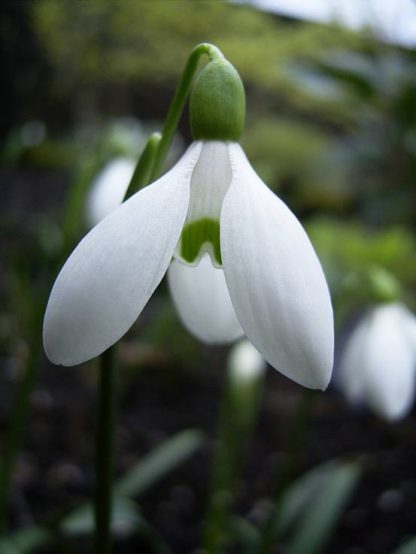 Galanthus 'rizehensis'