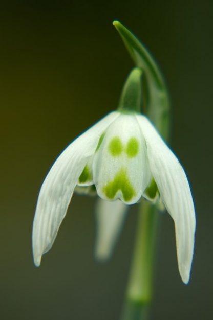 Galanthus 'Ailwyn'