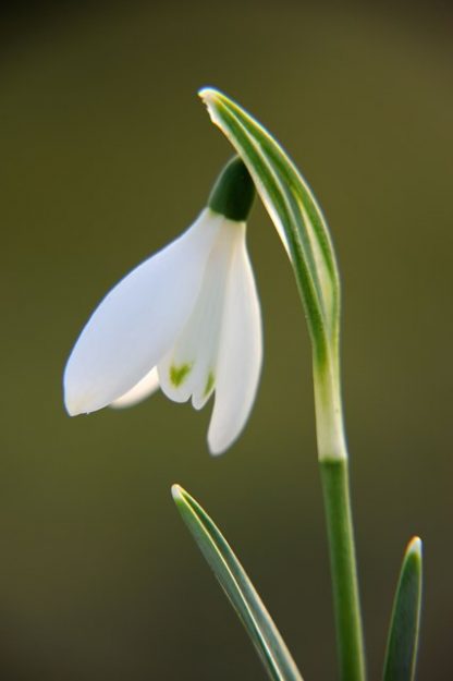 Galanthus 'Angelique' (nivalis)