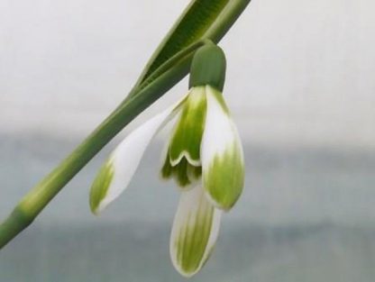 Galanthus 'Art Nouveau' nivalis