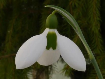 Galanthus 'Brian Matthew'