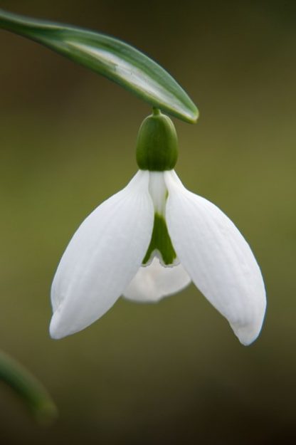 Galanthus 'Chequers' (plicatus)