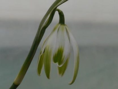 Galanthus 'Doncaster Double Charmer'
