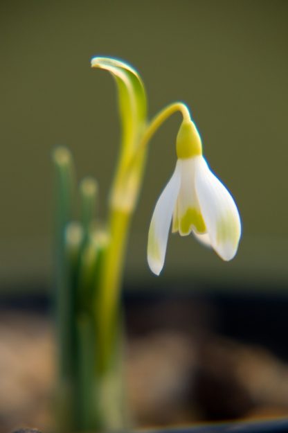 Galanthus 'Ecusson d'Or'