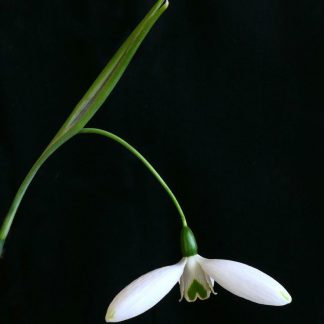 Galanthus 'Fly Fishing'