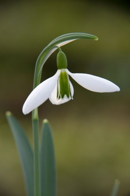 Galanthus 'George Elwes'