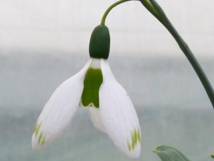 Galanthus 'Glenchantress'