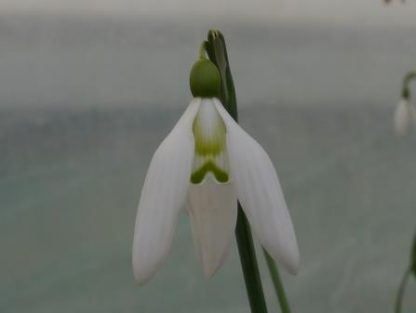 Galanthus 'Green Necklace'