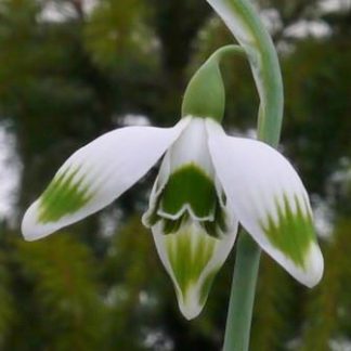 Galanthus 'Greenfinch'